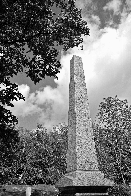 árvore rock preto e branco
 velho