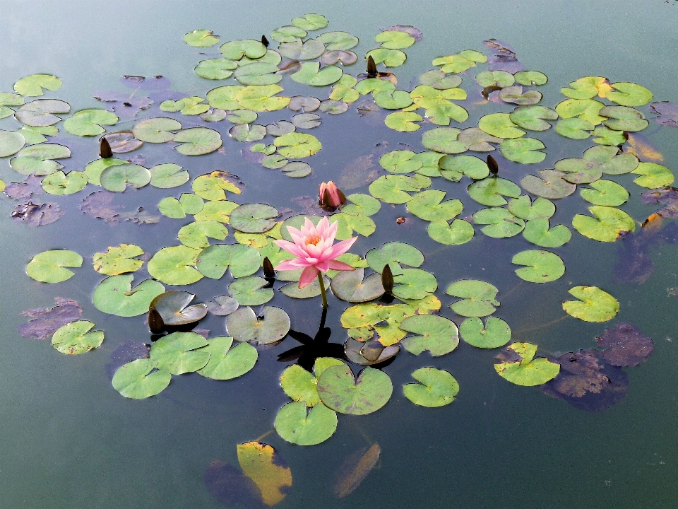 Drzewo woda natura oddział