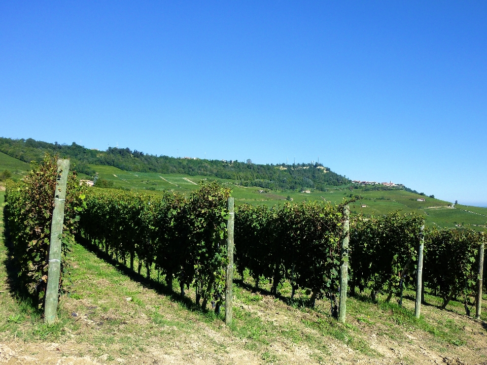 Albero montagna vigneti campo