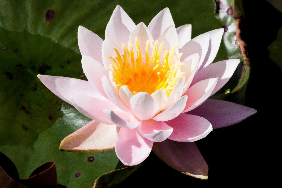 Water nature blossom plant