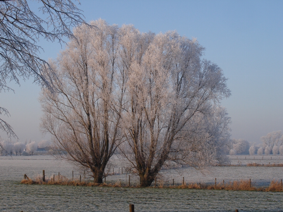 árvore filial neve inverno