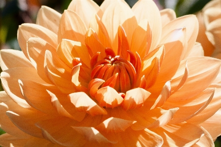 Blossom plant flower petal Photo