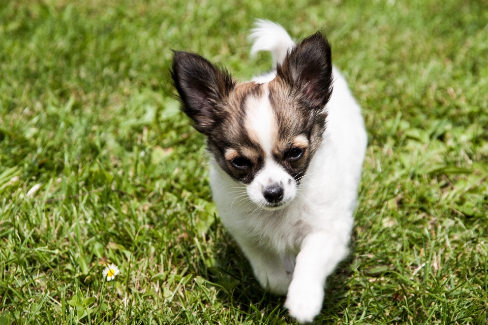 子犬 犬 かわいい 若い