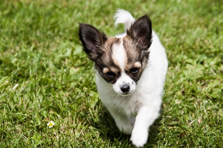 Foto Anak anjing imut-imut muda