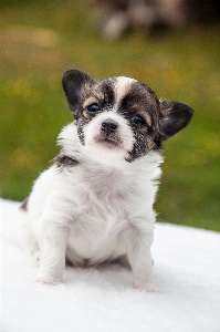 子犬 犬 かわいい ペット 写真