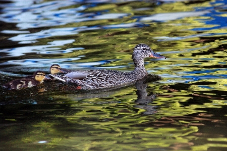 Foto Air alam burung danau