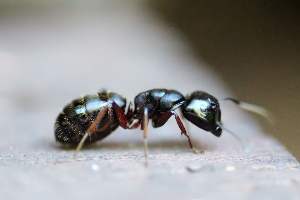 Natura fotografia zwierzę latać