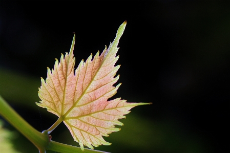 自然 ブランチ 構造 植物 写真