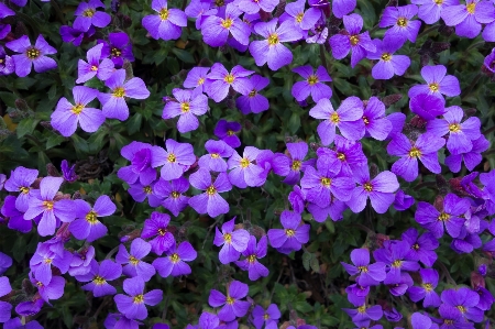 Foto Plantar flor roxo verão