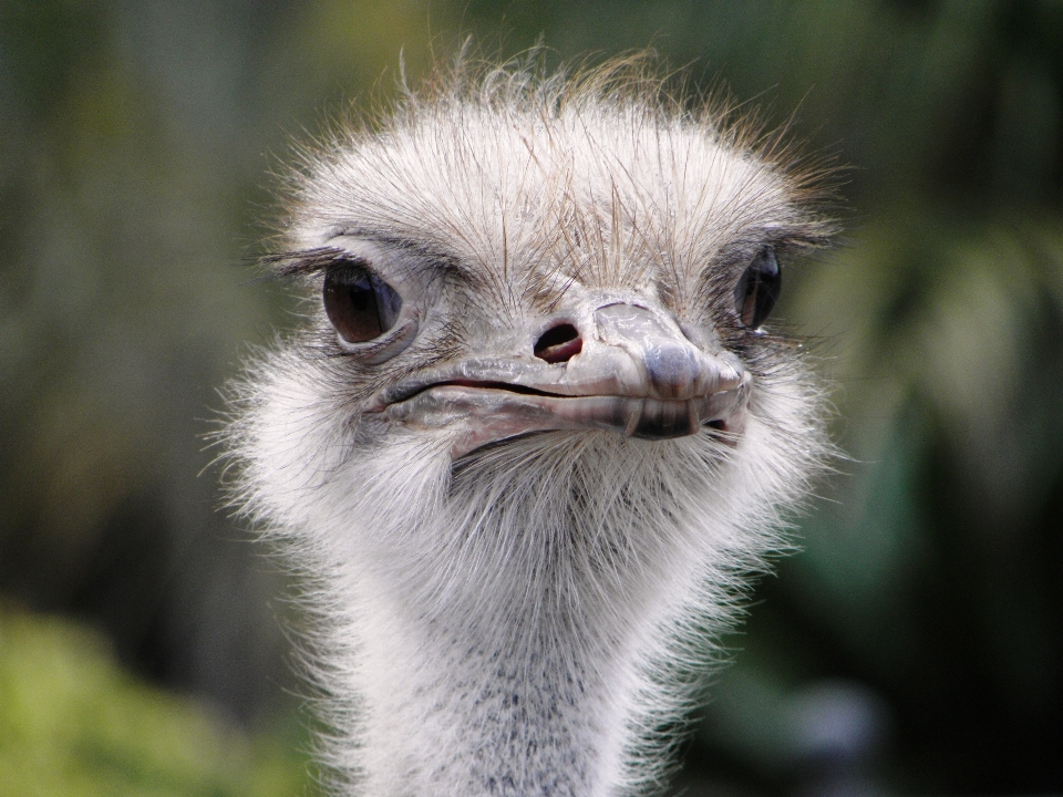 Oiseau faune le bec autruche