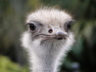 鳥 野生動物 嘴 ダチョウ 写真