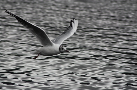 Photo Eau oiseau aile noir et blanc
