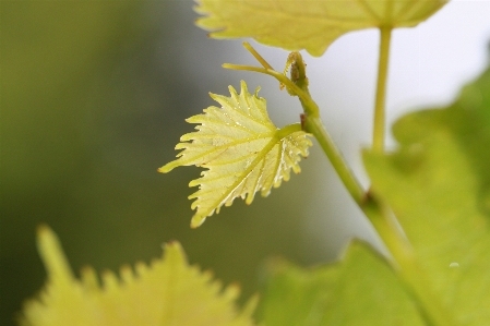 Tree nature branch blossom Photo