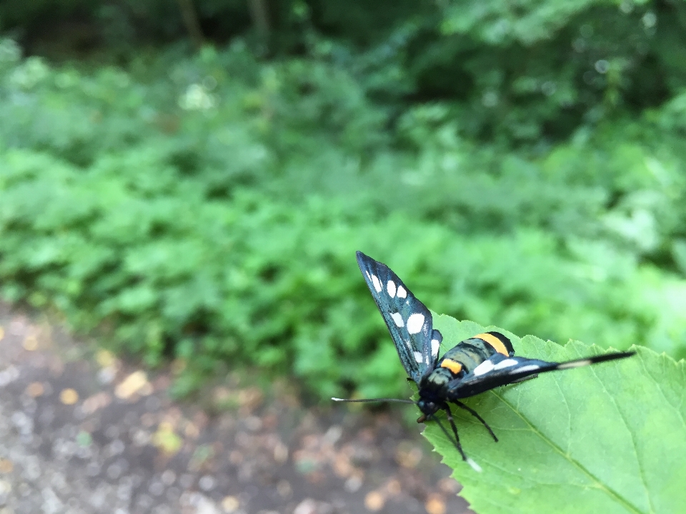 Natura trawa skrzydło liść