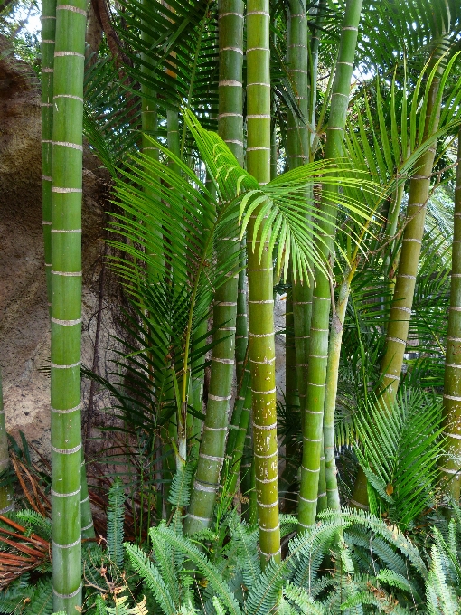 Tree forest plant leaf