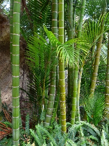 Foto Albero foresta pianta foglia