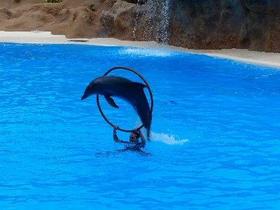 Sea water ring jump Photo