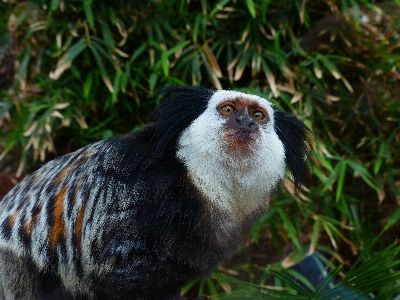 Cute wildlife zoo small Photo