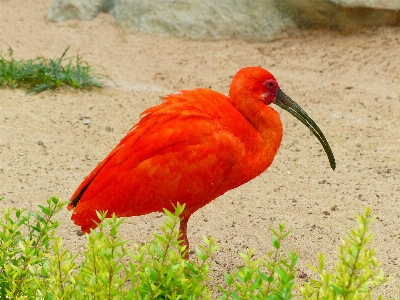 Bird flower wildlife orange Photo