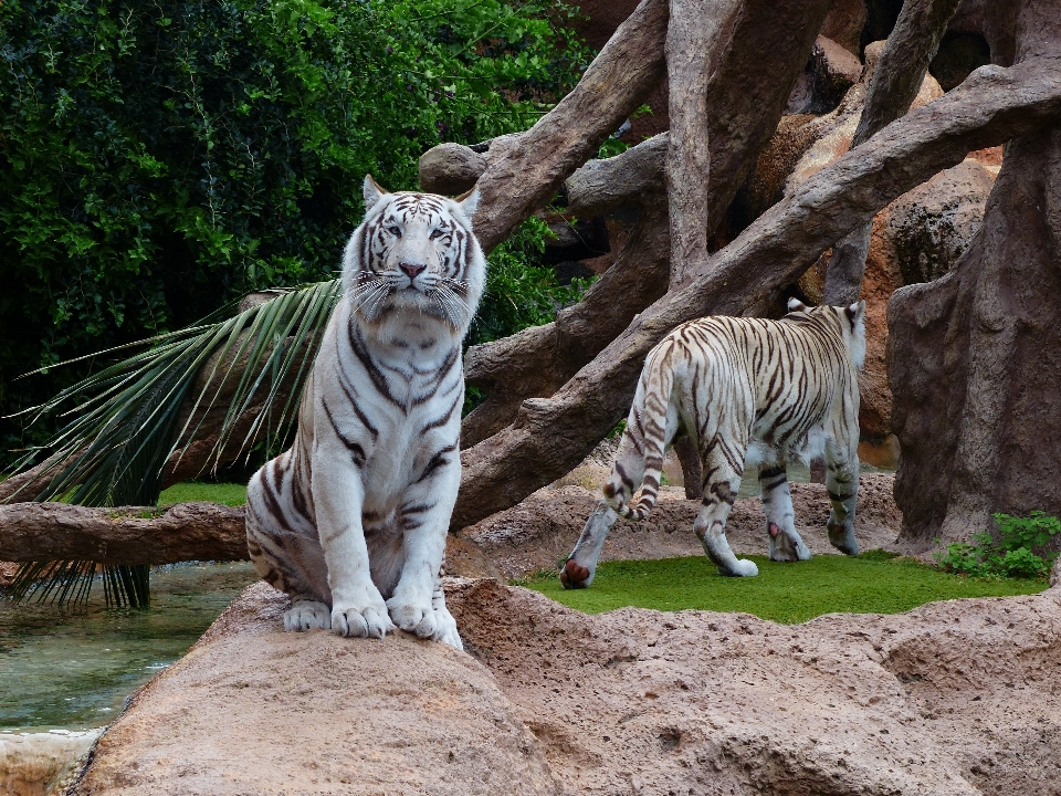 Biały rekreacja dzikiej przyrody ogród zoologiczny