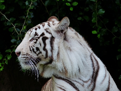 Foto Putih margasatwa kebun binatang potret