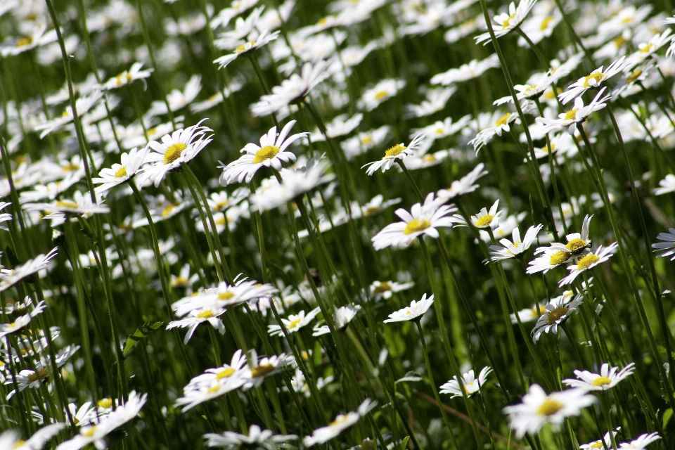 Nature grass blossom plant