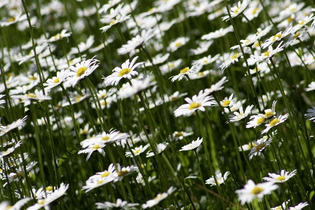 Nature grass blossom plant Photo