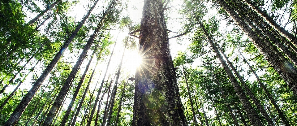 Albero natura foresta all'aperto