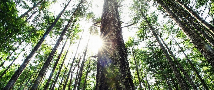 Tree nature forest outdoor Photo