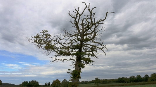 Tree nature grass branch Photo