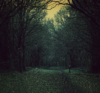 Tree nature forest path Photo