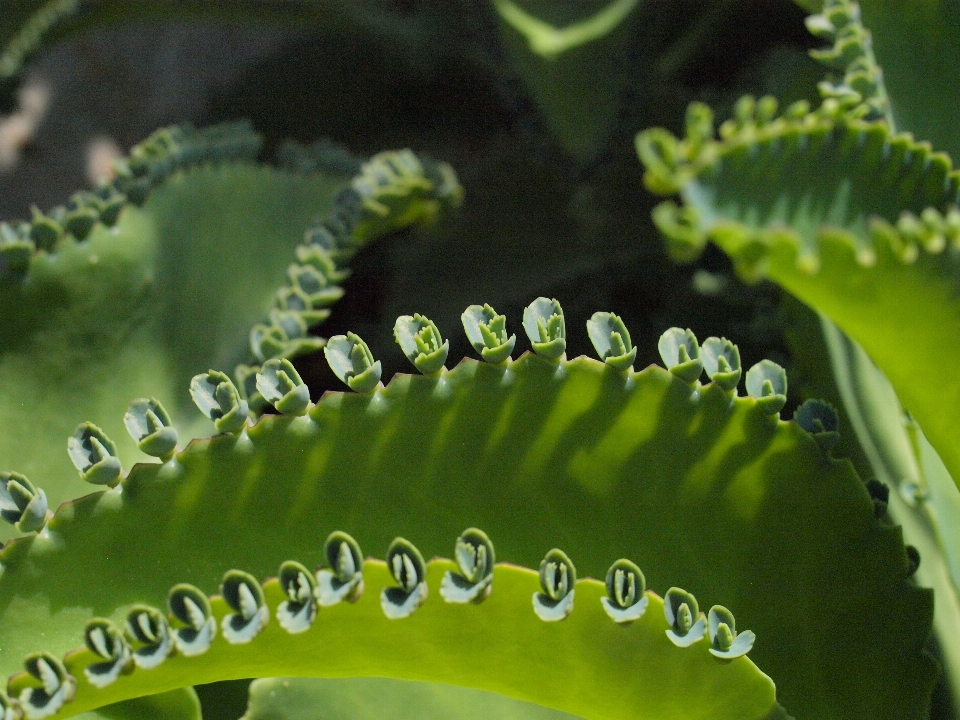 Cactus
 pianta foglia fiore