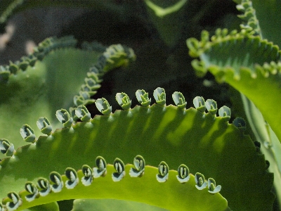 Foto Cacto
 plantar folha flor