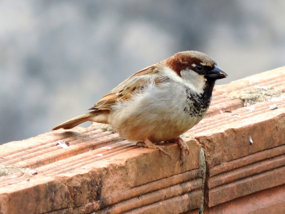 Vogel tierwelt schnabel fauna