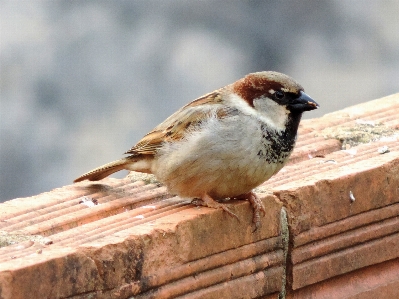 Foto Burung margasatwa paruh fauna