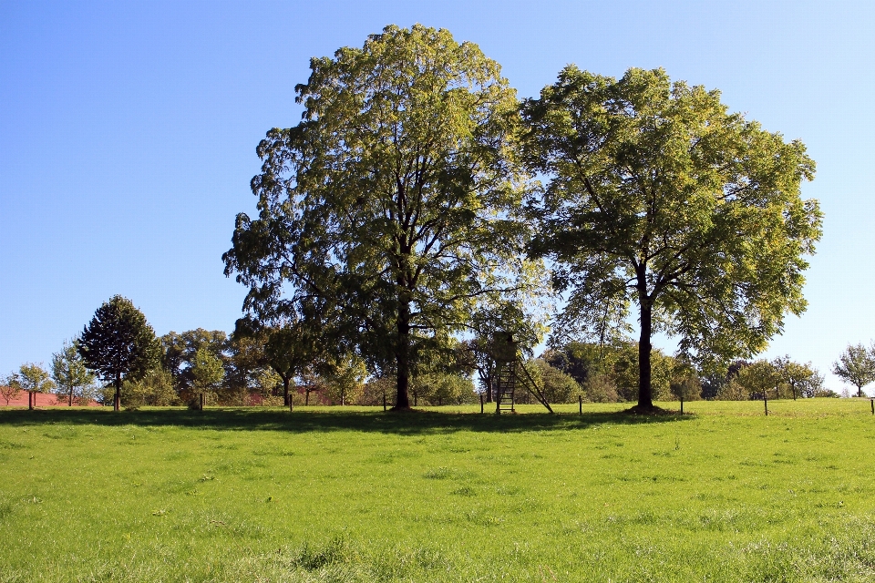 Paisagem árvore natureza grama