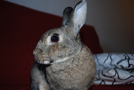 Portrait mammal fauna rabbit Photo