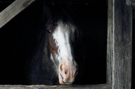 農場 納屋 動物 小屋 写真