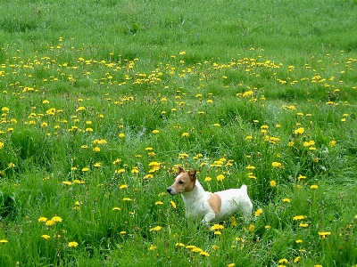 Gras anlage feld rasen Foto