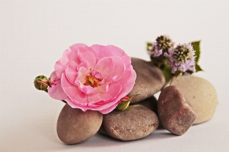 Nature blossom plant white Photo