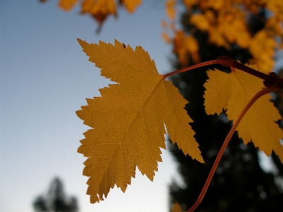 Foto Albero ramo pianta luce del sole