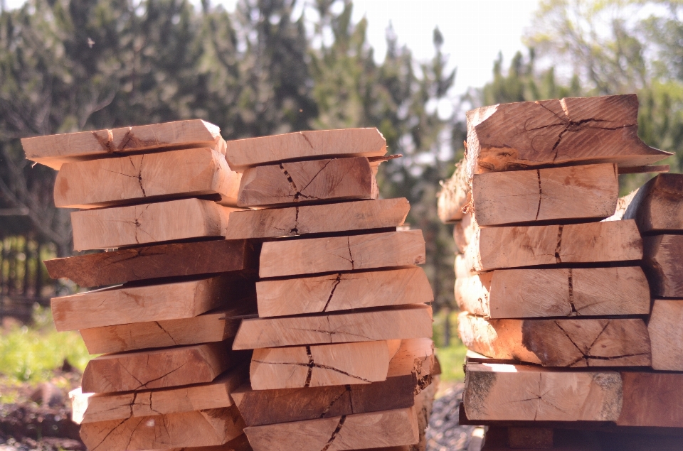 árbol naturaleza rock madera