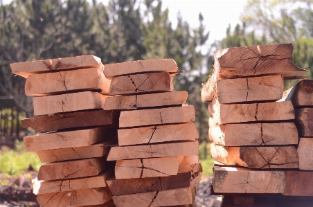 Tree nature rock wood Photo