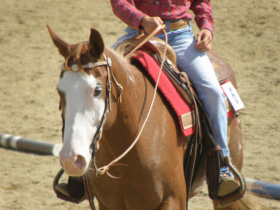 Seat rider portrait horse