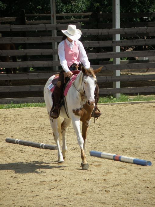 Sitz fahrer pferd hengst