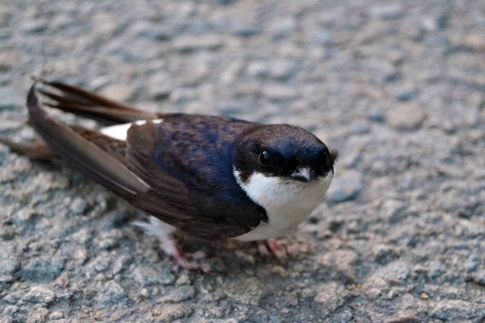 Bird road wildlife beak