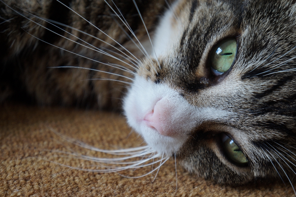 かわいい 野生 子猫 猫