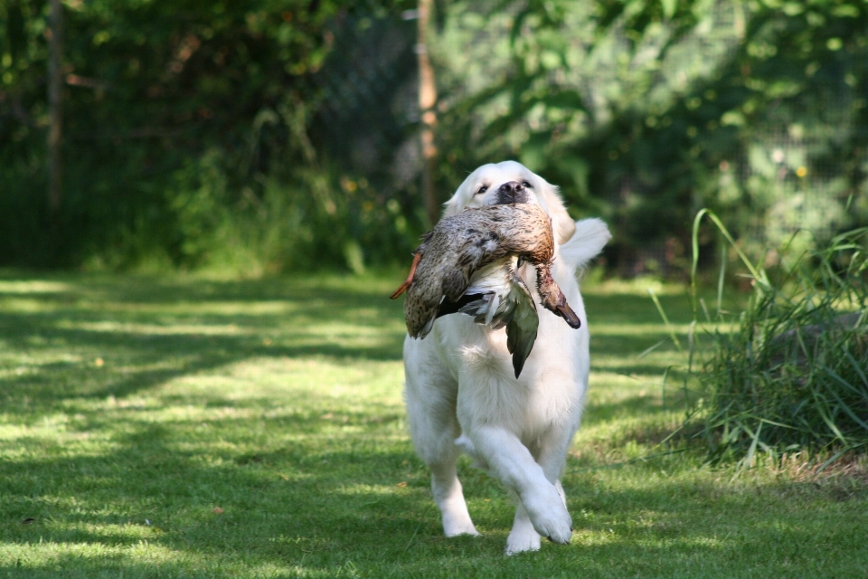 Césped cachorro perro salvaje