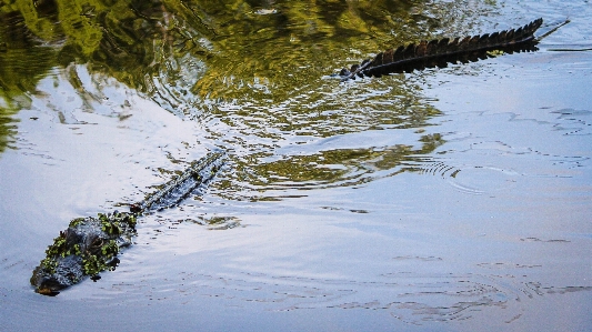 Tree water swamp river Photo