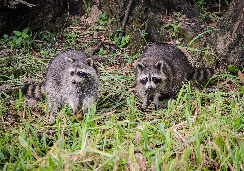 árvore grama animais selvagens selva